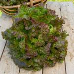 Potagères - Laitue Rouge Grenobloise - face recto